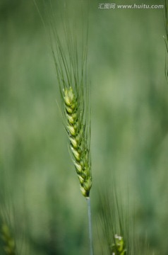 麥穗