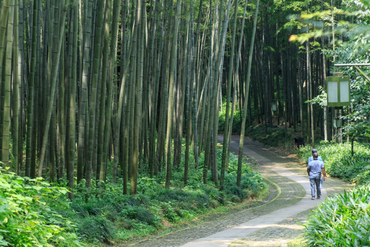 林中小路