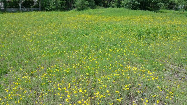 开满黄色野花的草地