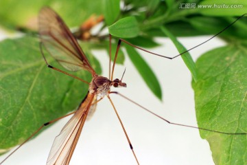 蜻蜓稚虫 豆娘幼虫羽化