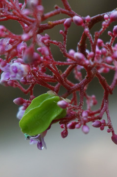 杨桃花