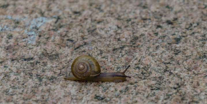 雨后蜗牛 蜗牛爬行