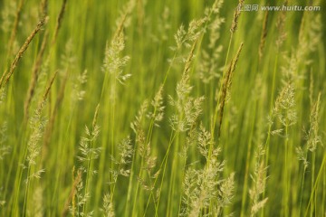 稻子 野草 植物