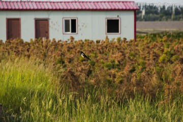 板房和野草