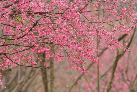 樱花