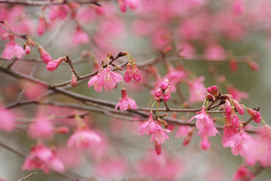 樱花