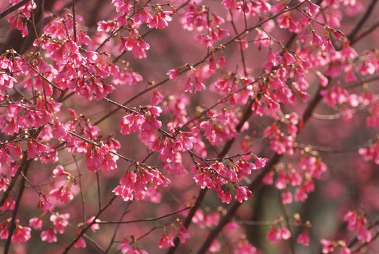 樱花