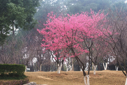 樱花树