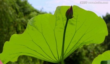 花卉 荷花 荷叶