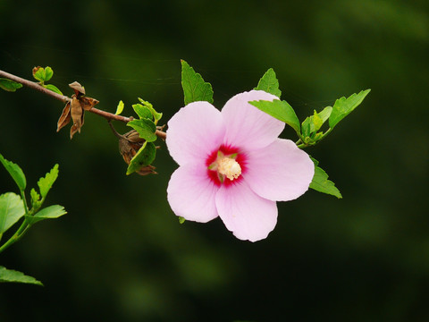 一朵花