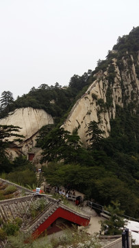 华山松 悬崖峭壁