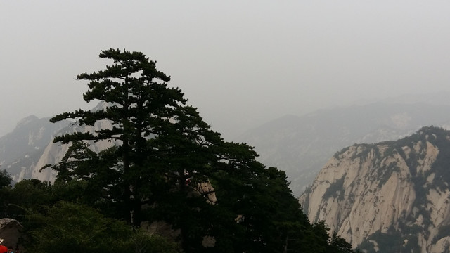 西岳华山 华山松