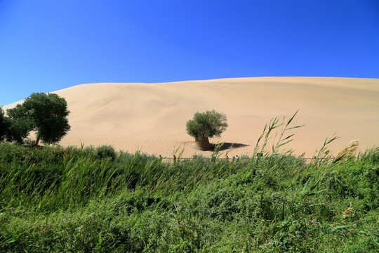 鸣沙山 胡杨树