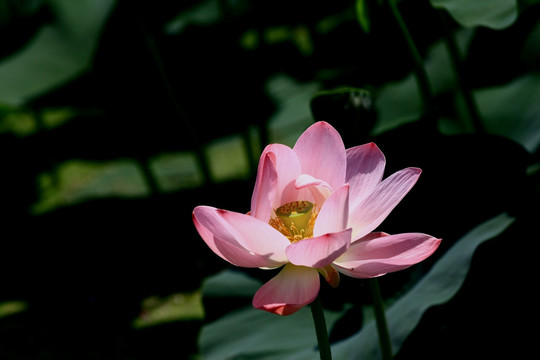 荷花特写