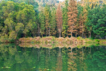 湖面树林倒影