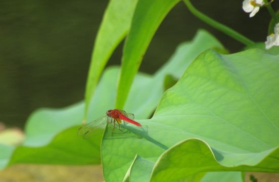 蜻蜓