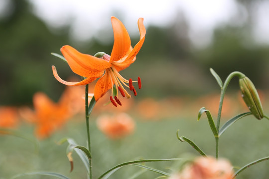 百合花