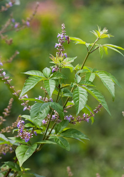 蜜蜂 黄荆条 采蜜