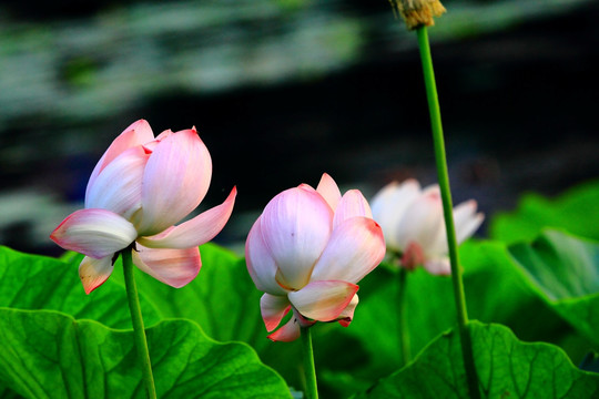 荷花特写