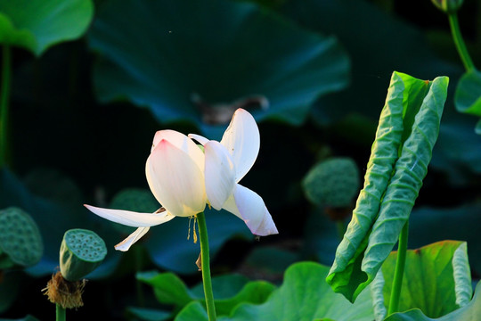 荷花特写