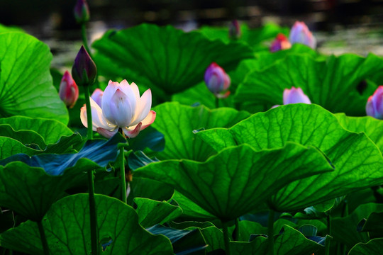 荷花特写