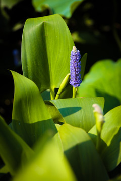 水竹芋 再力花