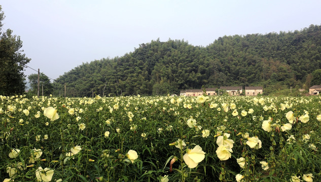 黄秋葵种植基地