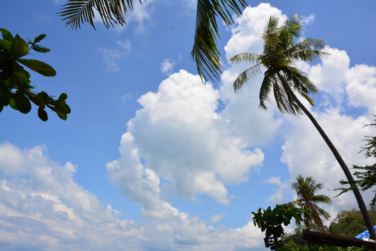 海边云朵椰树 天空