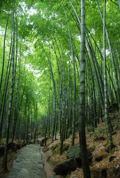 竹林小路