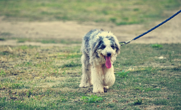 英国古代牧羊犬