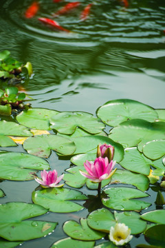 莲花池