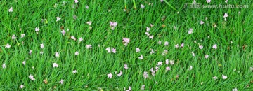 色彩斑斓的草坪