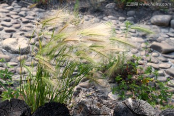 野草