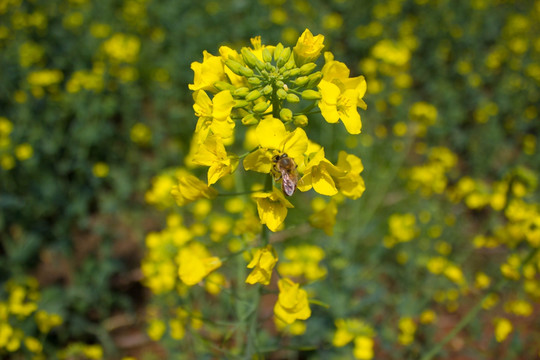 蜜蜂与油菜花