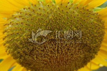 太陽花