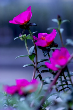 太陽花