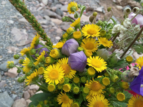 野花 一束鲜花