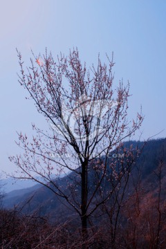 桃花树