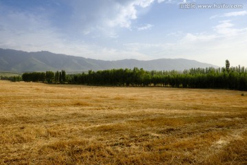 田野