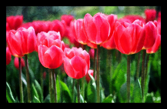 郁金香花卉油畫（不分層）