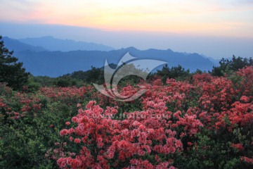 怒放的杜鹃花