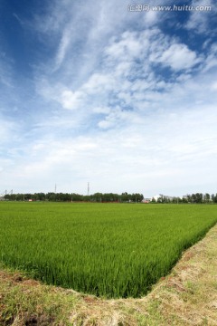 水稻田