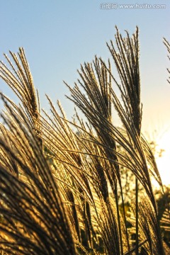 夕阳下的芦苇