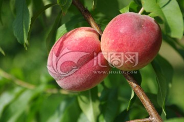 桃子在枝头