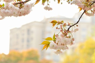 日本晚樱