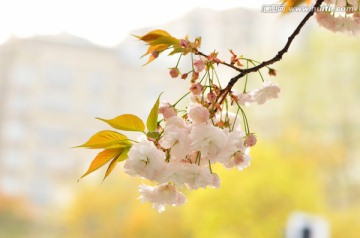 日本晚樱