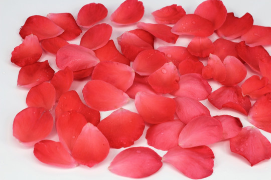 浪漫花瓣 红玫瑰花瓣