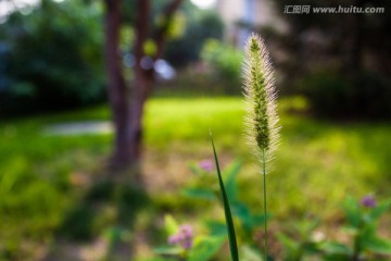 阳光下的狗尾草