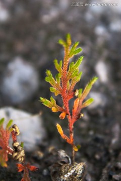 野草