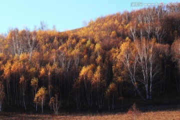 草原风光 自然风光